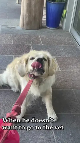 #dogsoftiktok #goldenretriever #dogsoftiktokviral #animalsoftiktok #dogs