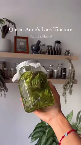 In a few weeks this small batch will be gifted to those in my community who need it/don’t have access. Sign up for my mailing list to be in the loop 🌱#herbalism #mossmedicine