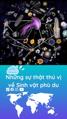 Những sự thật thú vị về Sinh vật phù du #LearnOnTikTok #ifactvn #khamphathegioi #suthatthuvi #xuhuongtitok2022 #xuhuongtiktok #sinhvatphudu #plankton