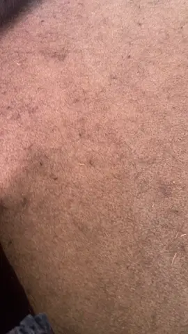 #dogsofttiktok #googlieeyes