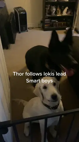 #dogsofttiktok #DogTraining #dogtricks