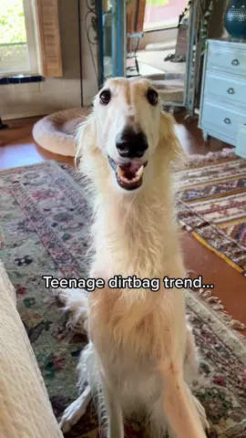 Teenage dirtbag noodle #borzoi #dogsoftiktok #puppy #teenagedirtbag