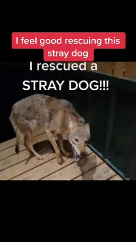 I feel good rescuing this stray dog, JUST KIDDING #fy #fypシ #foryou #viral #dog #puppy #joke #rescue #rescuedog #coyote #animals