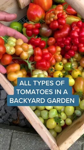 All types of #tomatoes harvested in our #backyardgarden Give these tomato varieties a try for your next #garden season. #gardenharvest #tomatoseason #gardening #gardening101 #joy #gardentok