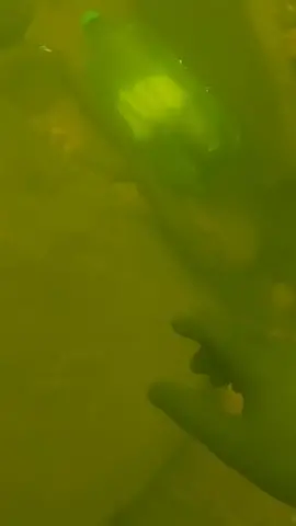 #underwater #treasure #scubadiving #fyp