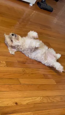 The diva of the office Jinx… Specialties incudes laying in the middle of the floor all day and walking infront of you while you’re carrying products 🤣 #maltese #mydogismybestfriend #puppylove #jessiemonroenailcare #petvideos