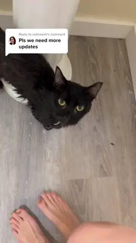 Replying to @celinesnh we are so overwhelmed over here and soooo grateful! The dental vet on island is currently booked until Nov but theyre trying to squeeze us in so we can get him help asap! This could not have happened without your support ❤️❤️❤️❤️❤️  we’re still getting him clean and adjusted to indoors while we wait