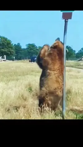 Cute and funny moments #dog #funny #fyp #fypシ