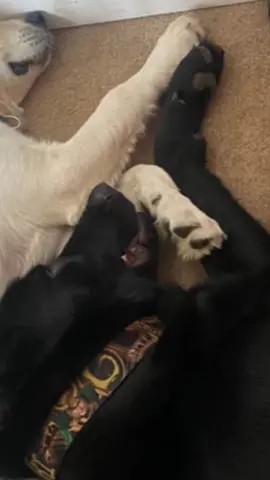 #fyp #puppiesoftiktok #dogsofttiktok #blackgermanshepherd #goldenretriever