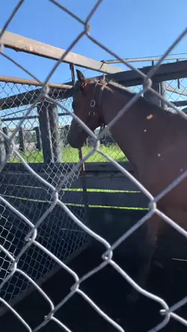 All the little October sale ponies #yearling #thoroughbred #filly #colt #horse #equestrian #racehorses #horseracing #fastanna #malibumoon #cupid #nyquist #cityoflight #enticed #armymule #freedropbilly #collected #catalinacruiser #practicaljoke