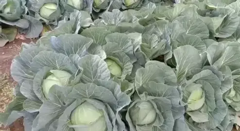 Video call #videokol #videocall #meme #lucu #ketawa #video #call #kol #cabbage