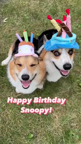 Happy Birthday Snoopy! #takecarewithsnoopy #corgi #doglove #foryourpage #fypシ