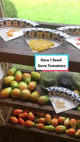 How I seed save tomatoes but there are other methods too ☺️#seedsaving #seeds #thifty #havefun #growyourown #tomato #garden #gardentok #garden101 #gardentips #gardening #gardeningtok #gardening101 #gardeningtips #Homestead #homesteadtok #homesteadlife #homesteading #farm #farmtok #farmlife #wholesome #positive #vibes #plants #greenthumb #victorygarden #veggiepatch #berrypatch #growagarden #growfood #growfoodnotlawns #comealong #comealongwithme  #fyp #fypage #foryou #foryoupage #viral 