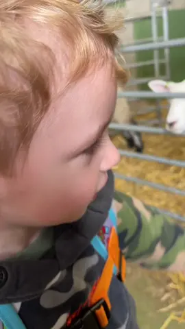 Watch till the end 😂 #funny #funnyvideos #scared #sheep #farm #laugh #kidsoftiktok #kids #funnyvideo #funnymoments #funny #littleboy #sheepnoise