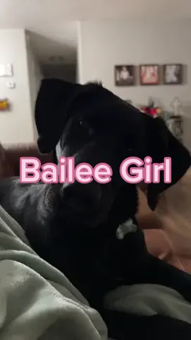 You cannot tell me she’s not the most precious thing ever!!!!🐾🦴 #dog #blacklab #labrador #cute #puppy #dogmom #dogmomlife #random #dogsounds #dogsoftiktok #labsoftiktok
