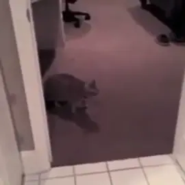 #foryou #fürdich #fypシ #cat #meme #catsoftiktok #cute #explosion