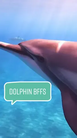 Growing up with dolphin as best friends inspired me to protect their home ocean for our future generations to play in - and theirs!