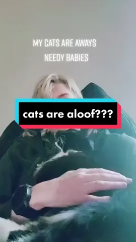 #cats #catsoftiktok #catlover #kittensoftiktok #kittycat #PetsOfTikTok #petstory