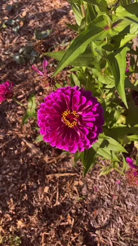 This zinnia is so perfect. I could stare at it all day. #zinnia #flower #perfect #verygoodgardening #gardentok #growyourownfood #beautiful #pollination #savethebees 