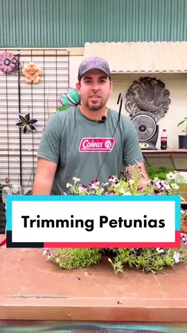 Tip for keeping petunias full and lush all summer long. #smithsgardentown #petunia #hangingbasket #PlantTok #gardentok #purne #tipsandtricks #themoreyouknow #quicktip #gardensuperstore #petuniacare