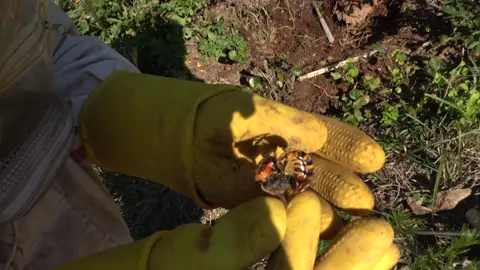 #장수말벌 #여왕벌 #northerngianthornet #queen #vespa #hornet #wasp