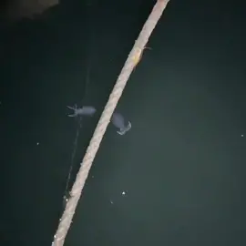 Penampakan Cumi-cumi Di malam Hari..🦑🦑 #fyp #fypシ #fypシ゚viral #videoviral #biotalaut #tiktokviral #casting #cumicumi #egi #yozuri #mancinglaut #laut