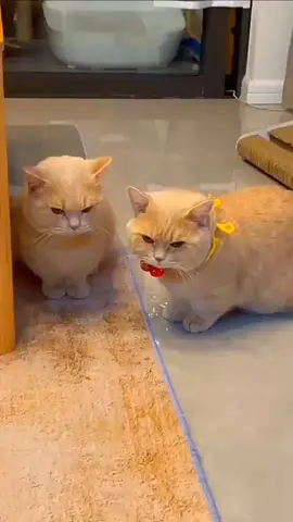 #fypシ #foryoupage #cat #cute #catsoftiktok #krypteix99