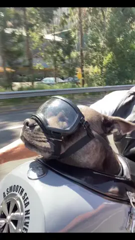 #staffy #stanforshire #staffyblue #harleydavidson