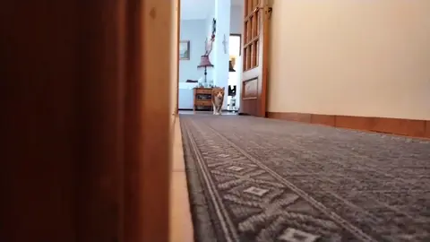 Put drink in mouth👉watch video #spooky #cat #cats #catsoftiktok #viral #trending #fyp #foryou #jumpscare