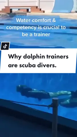 Scuba certification is almost always required to be a dolphin trainer, & for good reason 🤿 #dolphintrainer #dolphinshow #dolphintime #scubatiktok #scubacertification #scubadivingwithkenny #divingwithkenny #dreamjob