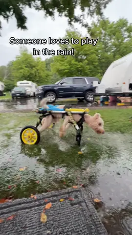 Happy Friday!!! #rescuedogsoftiktok #dogswithdisabilities #rescuedogs #cerebellarhypoplasia #dogswithdisabilities #dogsinwheelchairs