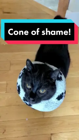ultimate life hack for after surgery or cats that over groom! so much more comfortable #ultimatelifehack #cat #coneofshame