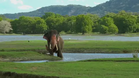 World Elephant Day- proud of sri lankan nation #worldelephantday #srilanka #asian #asianelephant #wildlife #wildclicks #nature #earth  #CapCut