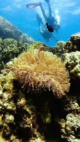 Did they see me? 😀#marinelife #viralvideos #fyp #anemone #underwatervideos #marineanimals #marinecritters #underwater #scubadiving #ocean #marinelife #paditv #earthpix