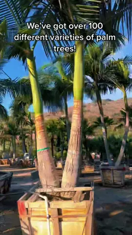 If you love palms, our Palm Paradise nursery might be the place for you! 🌴 #PalmTrees #TropicalVibes #MoonValleyNurseries 