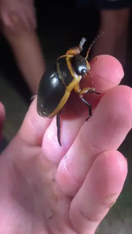 Giant waterbug! Pretty cool, check out how it swims! #bugs #insects #creepy #creepycrawlies #sting #fyp #nature #Outdoors #exloring #adventure
