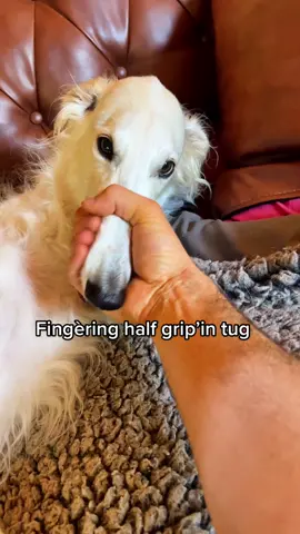 Types of snoot grabs. DO NOT TRY AT HOME - i am a trained Snootfessional #borzoi #doglife #borzoi #dogsoftiktok #list #sneepsnorp