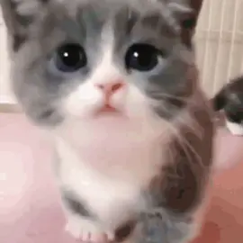 #fortnite #pinkcoree #fyp