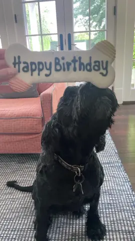 Our Pepper is ELEVEN today. The kids say she’s old… I say she’s just hitting her prime. We love you, birthday girl!! 🥳🐾🦴🎂 #birthdaygirl #dogtok #dogsoftiktok