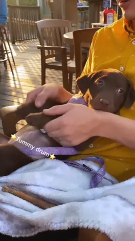 Dad likes to use my tummy as a drum 🥁 #puppiesoftiktok #cute #dogsoftiktok #dancing