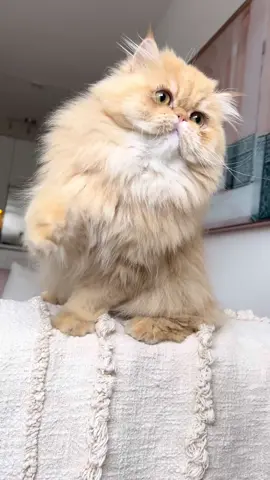 Someone has a lot to say today #orangecatsoftiktok #persiancat #cattok