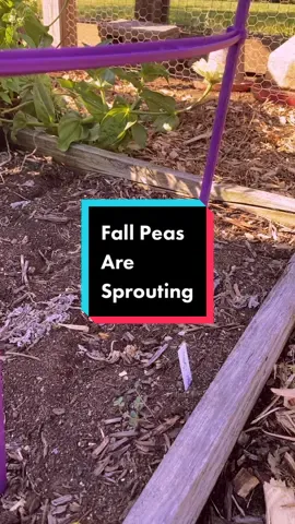 Fall peas sprouting #fall #fallgarden #verygoodgardening #gardentok #gardentoplate #growyourownfood #grow #peas #garden #gardening #homestead 