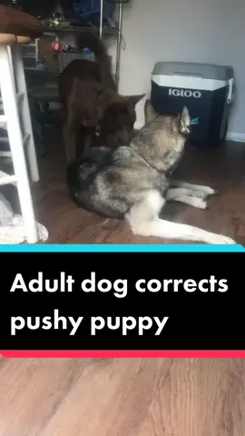 How we handle our adult dog correcting the puppy #Husky #Puppy #SiberianHusky #HuskyPuppy #DogBehavior #DogCommunication #PuppyManners #MultiDogHousehold