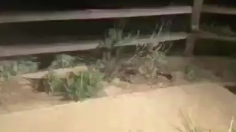 El Miedoso #parati #tiktok #risa #humor #doblaje #voiceover #animals