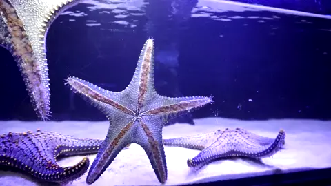 กินข้าวกันมั้ย 😋😋😋 #ดาวทะเล #ดาวติ๊กต๊อก #สัตว์เลี้ยงtiktok #ปลาดาว #สัตว์โลกน่ารัก #อควาเรียม #สวนสัตว์เชียงใหม่ #อย่าปิดการมองเห็น #เชียงใหม่ #เที่ยวไทย #วันหยุด