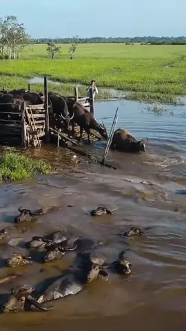 Kerbau Rawa atau Swimming Buffalo Terletak di Desa Bararawa Kec Paminggir - HSUVideo by. Sugianto shu#swimmingbuffaloes #danaupanggang #paminggir #bararawa #amuntai #kalsel #fyp #banjarmasin