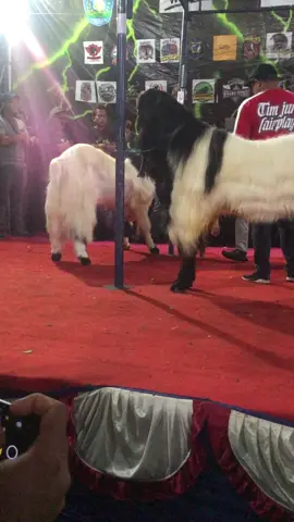 Anggora, Pemenang Kontes Bupati Cup Ponorogo #fyp #fypシ #kambing #kambingkontes #kambingetawa #peranakanetawa