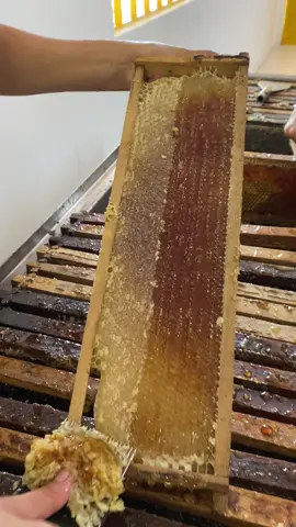 Desoperculação dos favos de mel da colheita dia 12/08/2022