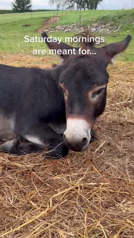 Henry appreciates a lazy Saturday morning! #fyp #donkey #fypシ #donkeysoftiktok #boggsfunnyfarm #farmlife #lazy #saturday #morning