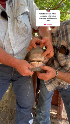 #answer to @Larry Wheeler Here’s what we call a solid mouth cow! #KeepRanchin #KingOfTikTok #RanchLife #Ranch #RanchTok #AgTok #Cow #Cattle #SolidMouth #Cows